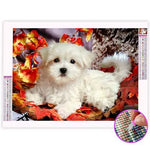 Broderie Diamant Bichon Maltais - Vignette | My Diamond Painting