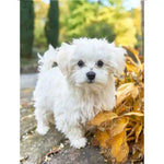 Broderie Diamant Bichon - Vignette | My Diamond Painting