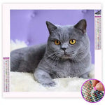 Broderie Diamant Chat British - Vignette | My Diamond Painting