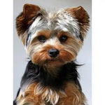 Broderie Diamant Chien York - Vignette | My Diamond Painting