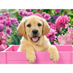 Broderie Diamant Chiot - Vignette | My Diamond Painting