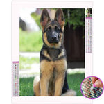 Broderie Diamant Malinois - Vignette | My Diamond Painting