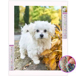 Broderie Diamant Bichon - Vignette | My Diamond Painting
