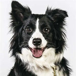 Broderie Diamant Border Collie - Vignette | My Diamond Painting