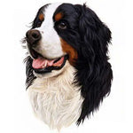 Broderie Diamant Bouvier Bernois - Vignette | My Diamond Painting