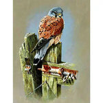 Broderie Diamant Faucon Crécerelle - Vignette | My Diamond Painting