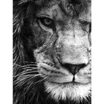Broderie Diamant Lion Noir et Blanc - Vignette | My Diamond Painting