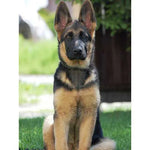 Broderie Diamant Malinois - Vignette | My Diamond Painting