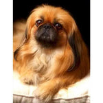 Broderie Diamant Pékinois - Vignette | My Diamond Painting