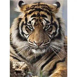 Broderie Diamant Tête de Tigre - Vignette | My Diamond Painting