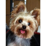 Broderie Diamant Yorkshire - Vignette | My Diamond Painting