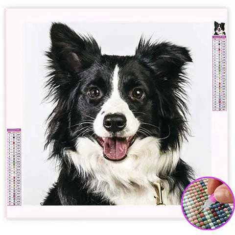 Broderie Diamant Border Collie | My Diamond Painting