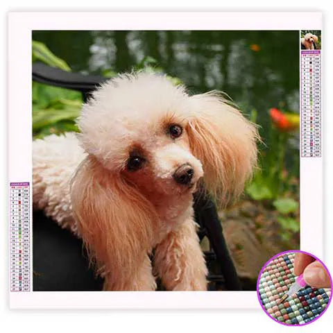 Broderie Diamant Caniche | My Diamond Painting