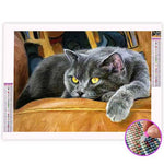 Broderie Diamant Chat Chartreux - Vignette | My Diamond Painting