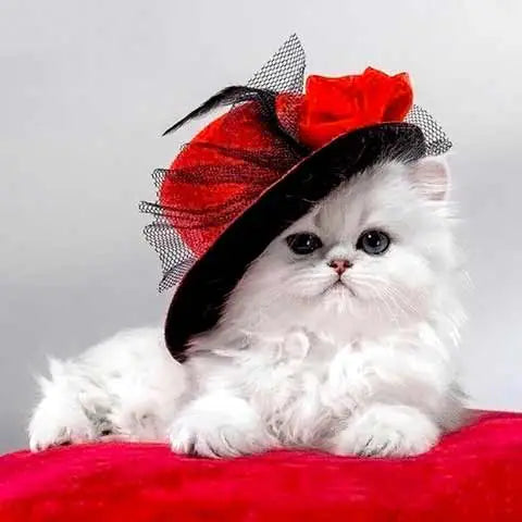 Broderie Diamant Chat Persan | My Diamond Painting