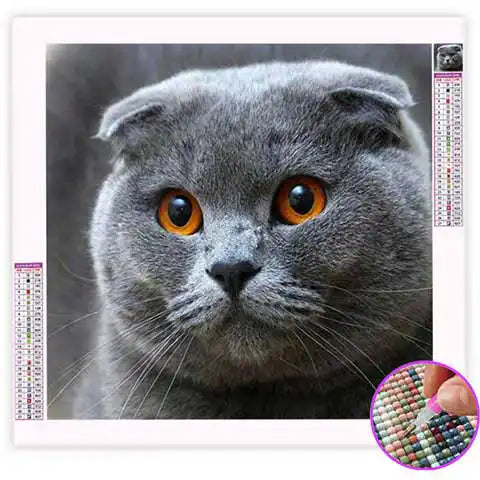 Broderie Diamant Scottish Fold | My Diamond Painting