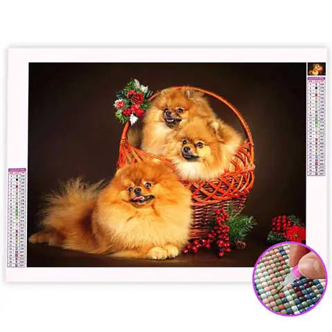 Broderie Diamant Spitz Nain | My Diamond Painting