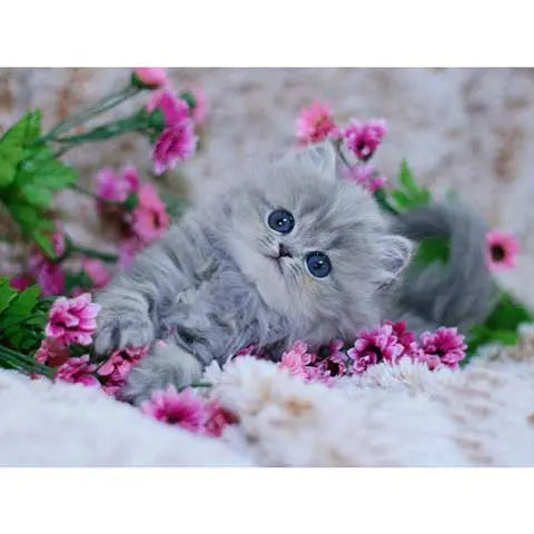 Diamond Painting Bébé Chat | My Diamond Painting