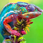 Broderie Diamant Caméléon - Vignette | My Diamond Painting