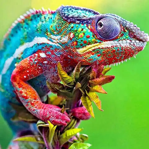 Diamond Painting Caméléon | My Diamond Painting