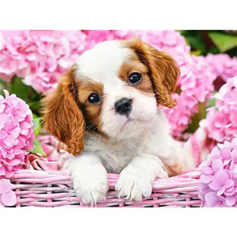 Diamond Painting Cavalier king Charles | My Diamond Painting