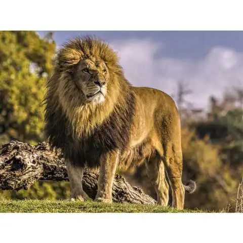 Diamond Painting Lion Afrique | My Diamond Painting