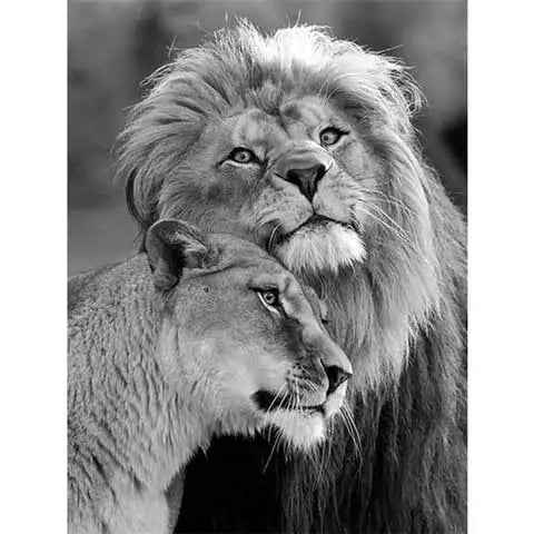 Diamond Painting Lion et Lionne | My Diamond Painting