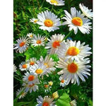 Broderie Diamant Marguerite - Vignette | My Diamond Painting