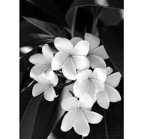 Diamond Painting Noir et Blanc Fleurs | My Diamond Painting