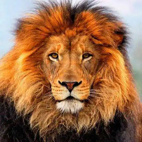 Diamond Painting Tête de Lion | My Diamond Painting