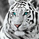 Diamond Painting Tigre Blanc | My Diamond Painting