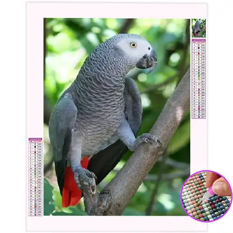 Broderie Diamant Perroquet Gris du Gabon