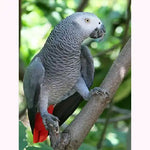 Broderie Diamant Perroquet Gris du Gabon