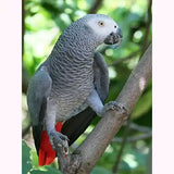 Broderie Diamant Perroquet Gris du Gabon