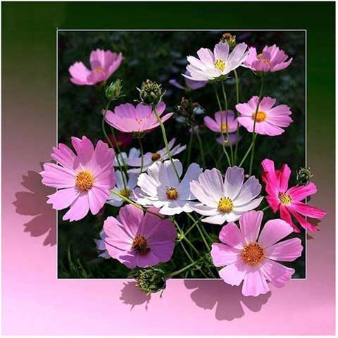 Diamond Painting Fleurs 3D | My Diamond Painting
